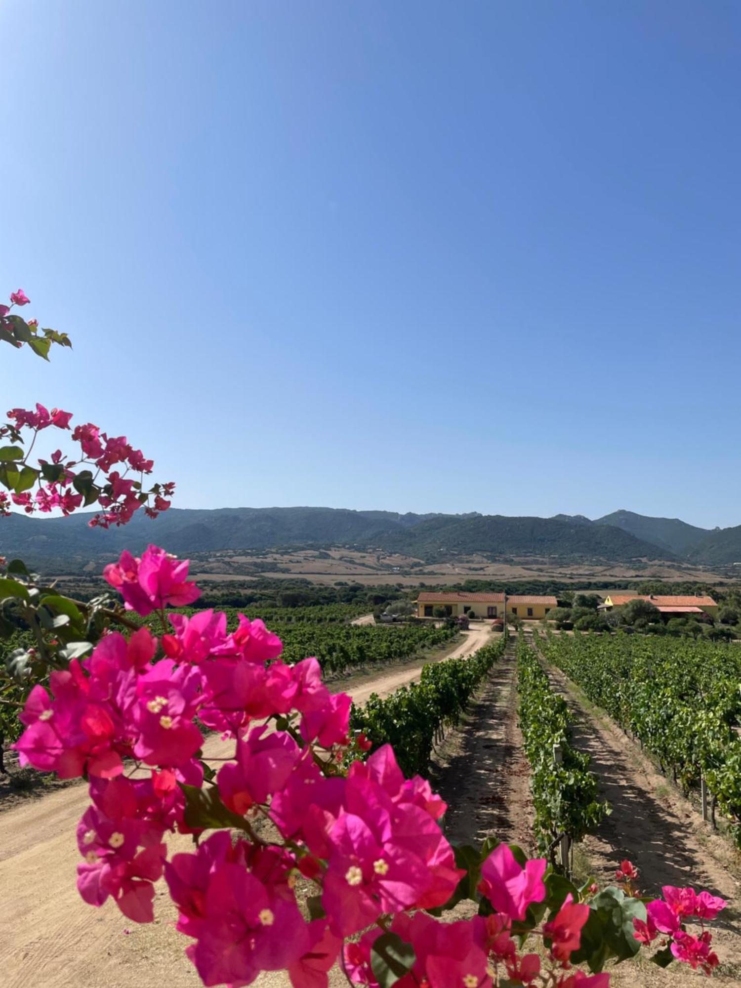 Agriturismo Campesi Casale Tra Le Vigne Aglientu Kültér fotó